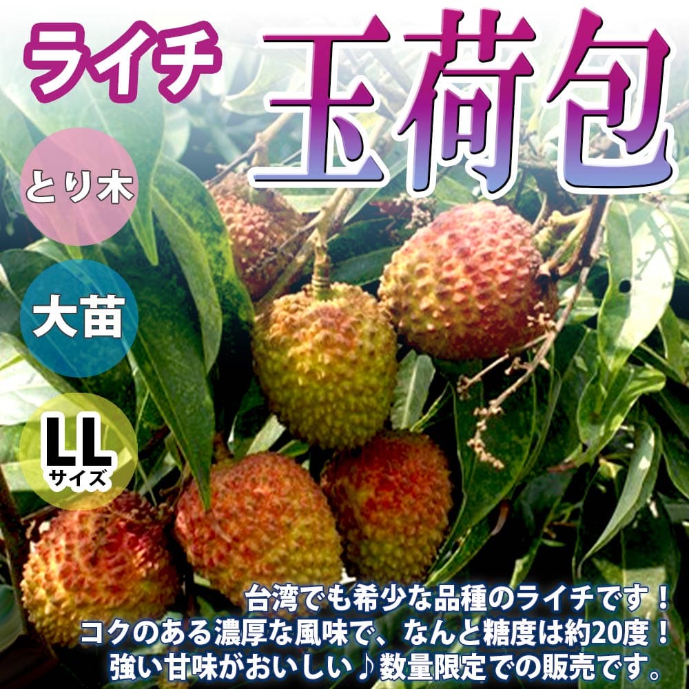 【マラソン中★ポイントUP】ライチ 玉荷包(ぎょくかほう)【果樹苗 5～6年生苗 取り木苗 6号ポット LLサイズ 1鉢】人気品種 らいち苗 Lychee 苗木 とり木苗 レイシ シンボルツリー 庭園果樹 庭木 植木 開店祝い 新築祝い