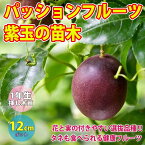 【送料無料】パッションフルーツ紫玉の苗木 12cmポット挿し木苗 1本売り【果樹 1年生 挿し木苗/即出荷】花と実の付きやすい選抜品種:実が熟すと紫色の品種/和名:クダモノトケイソウ