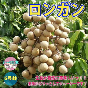 【マラソン中★ポイントUP】ロンガンの苗木 6号鉢 接木苗【果樹 3～4年生 接ぎ木苗/1個】龍眼 竜眼 リュウガン ろんがん ライチ レイシ 茘枝 ランブータン ムクロジ科 ムクロジ属 リンギン ラムヤイ ニャン 竜眼肉