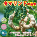 【送料無料】タマリンド樹高約70cm 1本売り 【18cmポ...