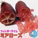 【送料無料】ミアローズ フィンガーライムの苗木 果樹の苗木 4.5号ポット苗 2年生 接木 1個売り フィンガーライム苗 フィンガーライムの苗 苗木 果樹苗 果...