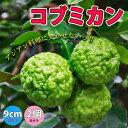 【送料無料】コブミカン【果樹苗 9cmポット/2個セット/挿し木苗または実生苗/出荷タイミングにより挿し木苗か実生苗になります。ご指定はできません】スワンギ プルット カフィアライム バイマックルー タイ料理 アジアンハーブ