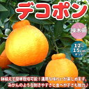 【10%OFF★SS期間中】 デコポンの苗木 不知火 果樹苗 1〜2年生 接木苗12〜15cmポット 1個 デコポン苗 デコポンの苗 不知火苗 ミカン苗 柑橘苗...