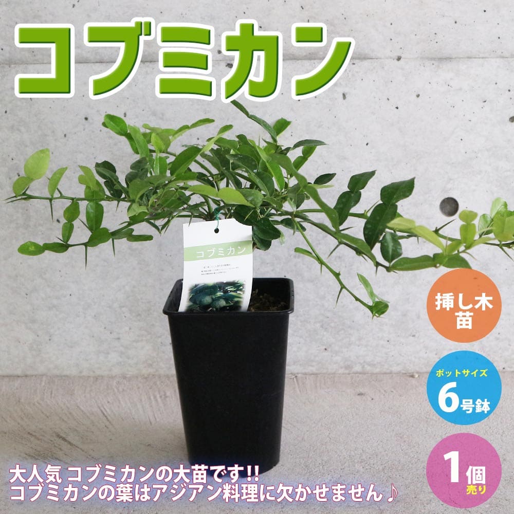【マラソン中★ポイントUP】コブミカンの苗木【果樹苗 6号角鉢大苗/1個】 (タイ料理には欠かせない)コブミカン苗 カフィアライム 柑橘苗 柑橘類 柑橘系 ヒストリックス シトラス 露地植え 庭園果樹 シンボルツリーのサムネイル