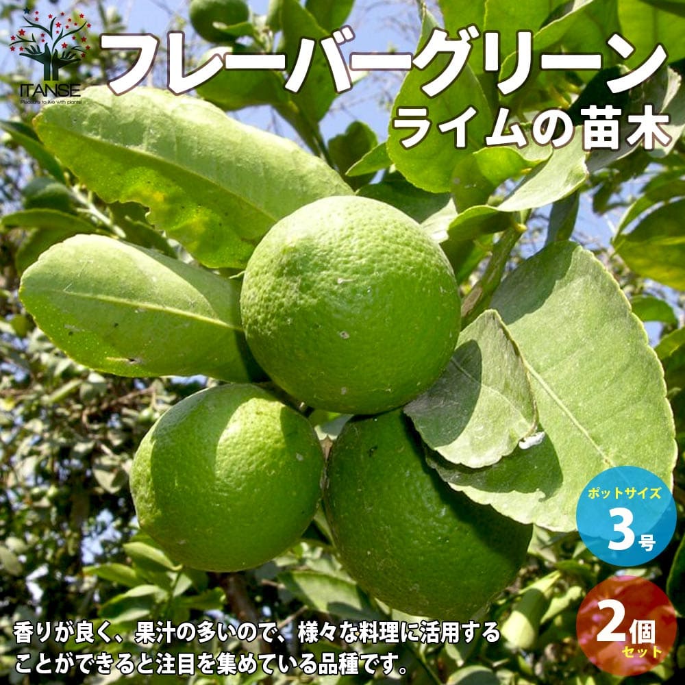 ライム フレーバーグリーンCitrus aurantiifolia Lime シトラス ガーデニング 栽培