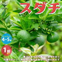 ITANSE スダチの苗 果樹の苗木 接木苗 4~5号ポット 1個売り すだち スダチ 酢橘 スダチの苗木 栽培 果実 果樹園 フルーツ ふるーつ 家庭菜園 シンボルツリー 栽培 送料無料 即納