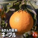 【送料無料】みかんの苗木 ネーブル 果樹の苗木 4〜5号ポット 1個売り ミカン苗 シンボルツリー 記念樹 路地植え 送料無料 即納