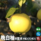 柑橘の苗 ザボン 晩白柚(バンペイユ)【果樹の苗木 1年生接木苗15cmポット／1個売り】シトラス ガーデニング 果樹苗 柑橘 家庭菜園