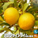 【P2倍★マラソン期間中】ライムの苗木 バレンタインライム【果樹の苗木 1年生接木苗15cmポット/1個売り】果樹の苗 果樹の苗木 果樹の木 柑橘 柑橘の苗