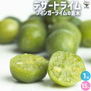 【送料無料】デザートライム 【果樹の苗木 接木苗15cmポット／1個売り】果樹の苗 果樹の苗木 果樹の木 柑橘 柑橘の苗