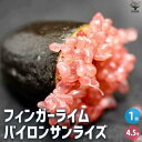 【P2倍★マラソン期間中】フィンガーライム バイロンサンライズ【果樹の苗木 4.5号ポット】キャビアライム キャビア ライム 果樹苗 果樹 果物 くだもの