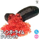 【P2倍★マラソン期間中】フィンガーライム ジャリレッド【果樹の苗木 4.5号ポット】キャビアライム キャビア ライム 果樹苗 果樹 果物 くだもの