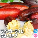 【P2倍★マラソン期間中】フィンガーライム ウォーコップ【果樹の苗木 4.5号ポット】キャビアライム キャビア ライム 果樹苗 果樹 果物 くだもの