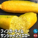 【P2倍★マラソン期間中】フィンガーライム サンシャインイエロー【果樹の苗木 4.5号ポット】キャビアライム キャビア ライム 果樹苗 果樹 果物 くだもの