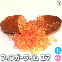 【P2倍★マラソン期間中】フィンガーライム エマ【果樹の苗木 4.5号ポット】キャビアライム キャビア ライム 果樹苗 果樹 果物 くだもの