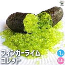 【送料無料】フィンガーライム コレット 果樹の苗木 4.5号ポット キャビアライム キャビア ライム 果樹苗 果樹 果物 くだもの 送料無料 即納