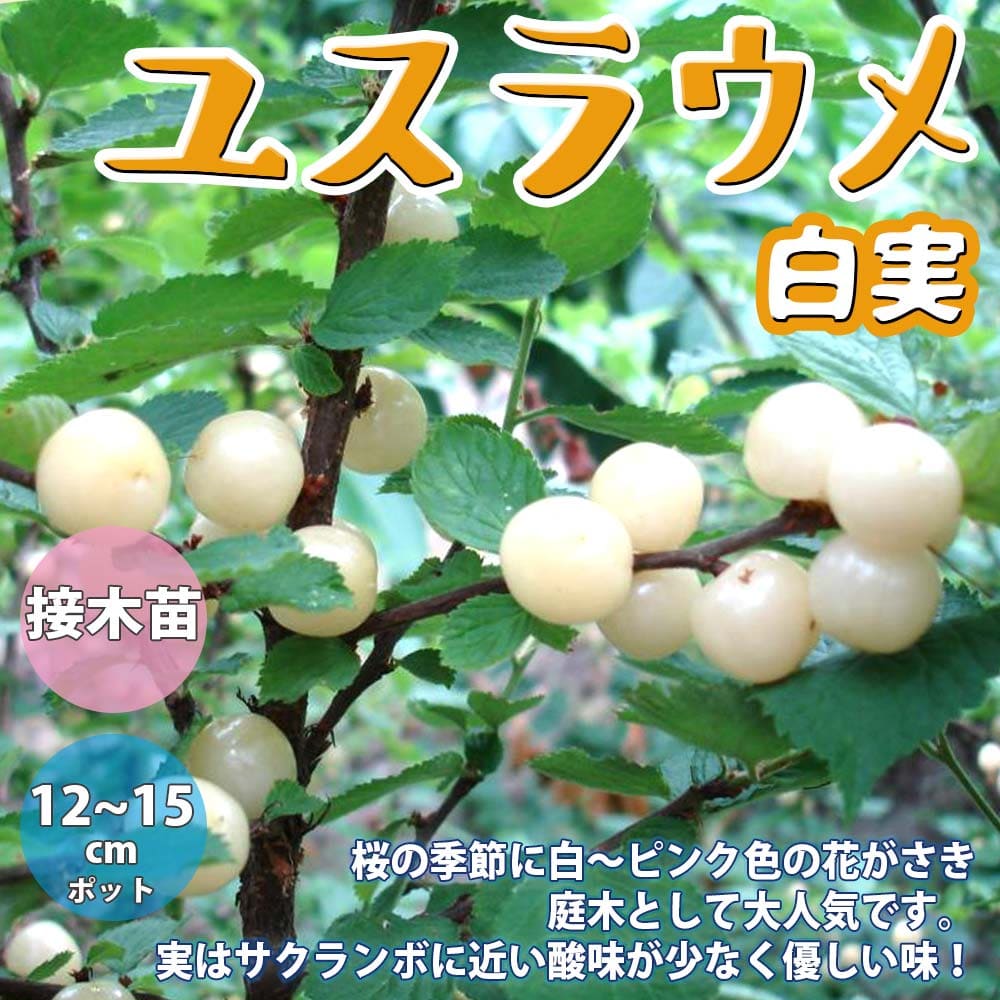 【送料無料】ユスラウメの苗木 白実【果樹苗 1～2年生 接木苗12～15cmポット/1個】ユスラウメ苗 ユスラウメの苗 ユスラ梅苗 ゆすら梅の苗木 農園 庭植え 趣味 園芸 花木 植木 庭木 鉢植え 記念…