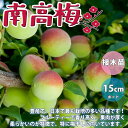 【P2倍★マラソン期間中】梅の苗木 南高【果樹苗 1〜2年生 接木苗15cmポット/1個】梅苗 うめの苗 うめ苗 梅の苗木 農園 庭植え 趣味 園芸 収穫 花木...