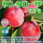 【マラソン中★ポイントUP】スモモの苗木 サンタローザ【果樹苗 1～2年生 接木苗12～15cmポット/1個】スモモ苗 スモモの苗 すもも苗 すももの苗木 プラムの苗 プラム苗 プルーン 李の苗 李苗 庭植え 花木 植木 庭木 鉢植え 記念樹 路地植え