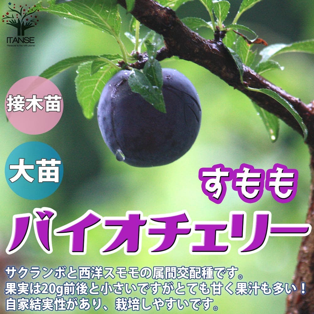 【マラソン中★ポイントUP】スモモの苗木 バイオチェリー【果樹苗 1～2年生 接木苗12～15cmポット/1個】スモモ苗 スモモの苗 すもも苗 すももの苗木 プラムの苗 プラム苗 プルーン 李の苗 李苗 庭植え 花木 植木 庭木 鉢植え 記念樹 路地植え PVP