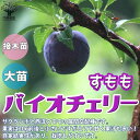 【マラソン中★ポイントUP】スモモの苗木 バイオチェリー【果樹苗 1～2年生 接木苗12～15cmポット/1個】スモモ苗 スモモの苗 すもも苗 すももの苗木 プラムの苗 プラム苗 プルーン 李の苗 李苗 庭植え 花木 植木 庭木 鉢植え 記念樹 路地植え PVP