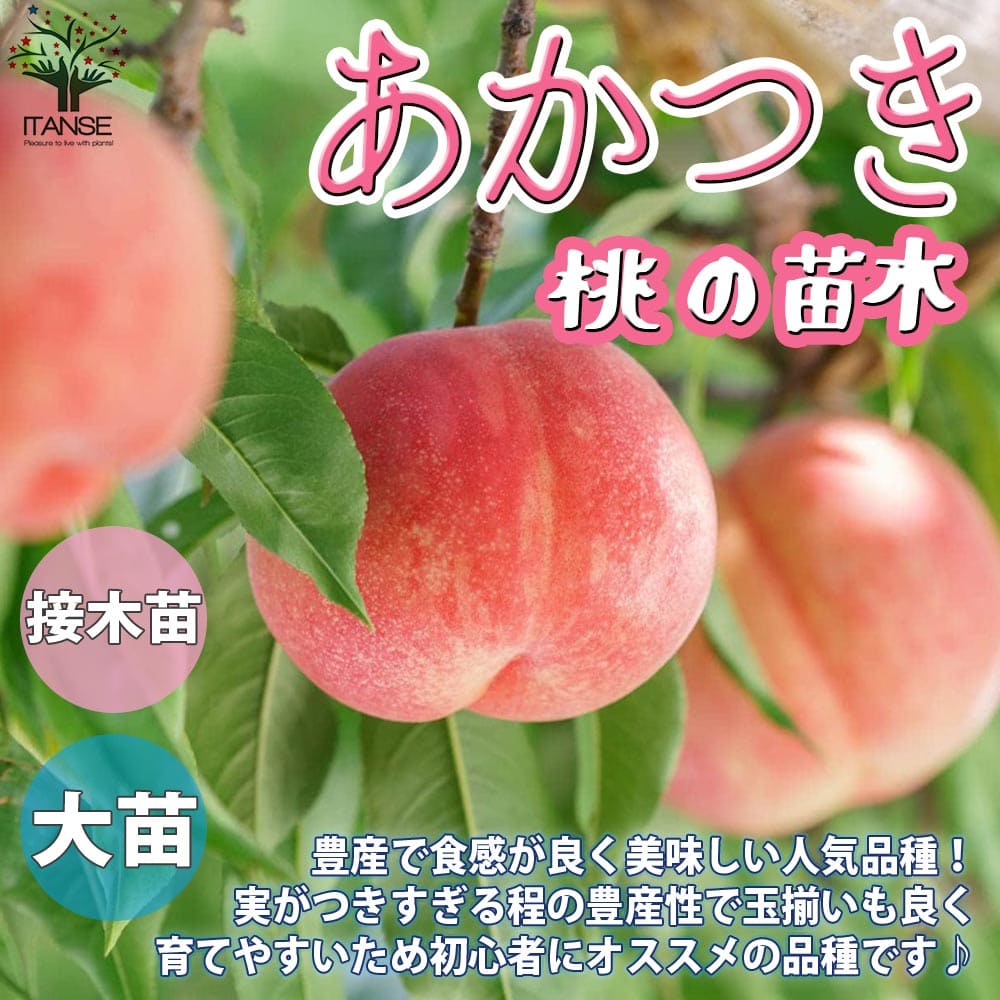 【送料無料】桃の苗木 あかつき【果樹苗 1～2年生 接木苗4～5号ポット/1個】モモ苗 モモの苗 もも苗 ももの苗木 桃の苗 桃苗 李の苗 農園 庭植え 趣味 園芸 収穫 花木 植木 庭木 鉢植え シンボルツリー 記念樹 路地植え 収穫