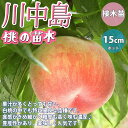 【送料無料】桃の苗木 川中島【果樹苗 1～2年生 接木苗15cmポット/1個】モモ苗 モモの苗 もも苗 ももの苗木 桃の苗 桃苗 李の苗 農園 庭植え 趣味 園芸 収穫 花木 植木 庭木 鉢植え シンボルツリー 記念樹 路地植え 収穫 販売店 通販