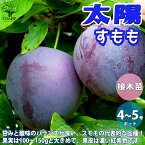 【送料無料】太陽 すももの苗木【果樹の苗木 12～15cmポット 1年生 接木苗 ／1個売り】スモモ苗 スモモの苗 すもも苗 すももの苗木 プラムの苗 プラム苗 プルーン 李の苗 李苗 酢桃 ガーデニング 家庭菜園