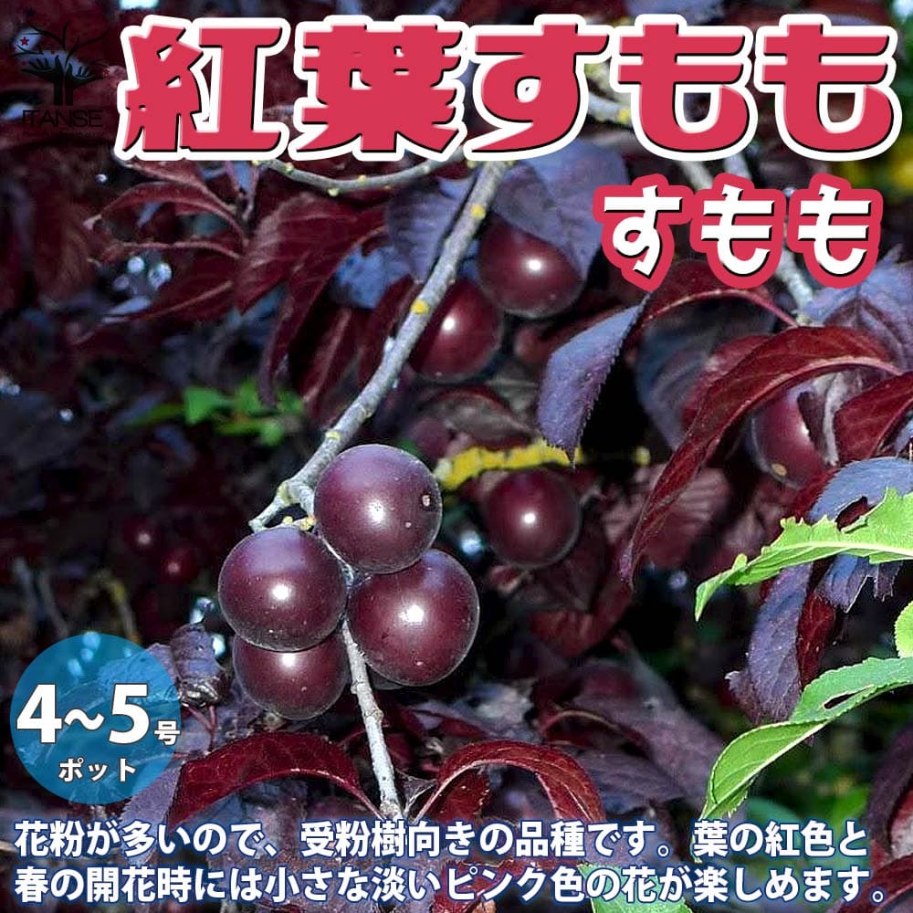 【送料無料】紅葉スモモ すももの苗木【果樹の苗木 12～15cmポット 1年生 接木苗 ／1個売り】スモモ苗 スモモの苗 すもも苗 すももの苗木 プラムの苗 プラム苗 プルーン 李の苗 李苗 酢桃 ガーデニング 家庭菜園