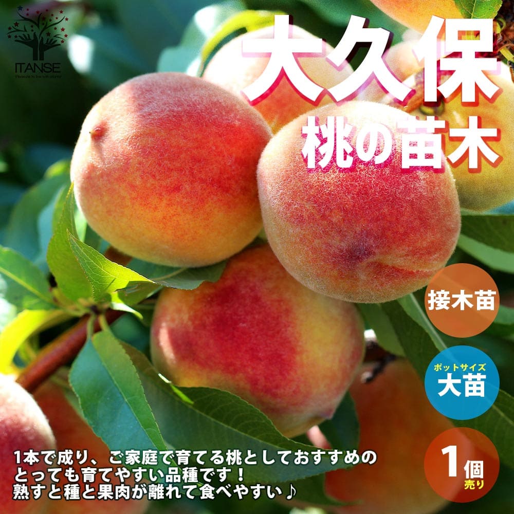 楽天市場】桃 白鳳 苗木 2年生の通販 楽天市場】桃 白鳳 苗木 2年生の通販