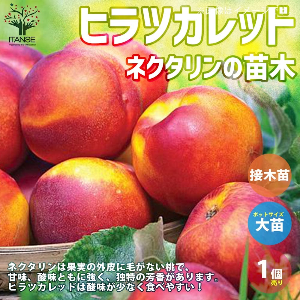 【送料無料】ネクタリン ヒラツカレッド 桃の苗木【果樹の苗木 15cmポット 1～2年生 接木苗／1個売り】モモ苗 モモの苗 もも苗 ももの苗木 桃の苗 桃苗 李の苗 ガーデニング 家庭菜園