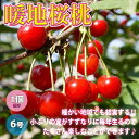 【ポイント2倍★マラソン期間】暖地桜桃 ( だんちおうとう ) の苗1本で実がなる小さなさくらんぼ 果樹の苗木 6号ポット 1個売り くだもの 果物 ガーデニン...