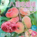 【P2倍★マラソン期間中】桃の苗木 八重咲 蟠桃【果樹の苗木 1接木苗5号/1個売り】モモ苗 モモの苗 もも苗 ももの苗木 桃の苗 桃苗 李の苗 ガーデニング ...