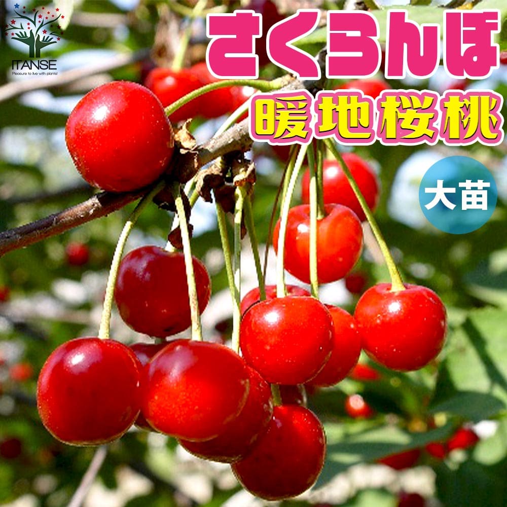 【送料無料】暖地桜桃(だんちおうとう)の苗 1本で実がなる小