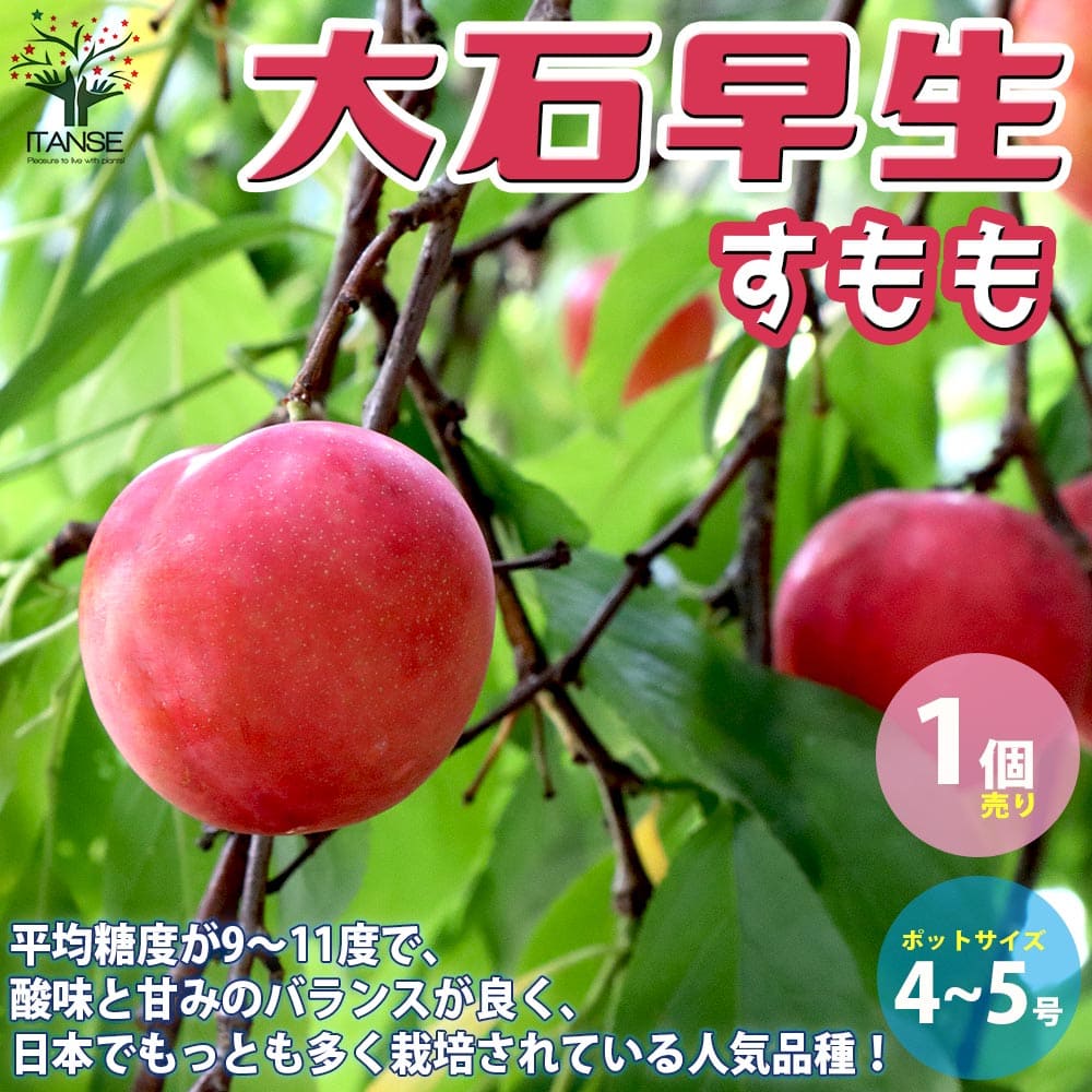 【送料無料】スモモの苗 品種：大石早生【果樹の苗木 接木苗 4～5号ポット／1個売り】スモモ苗 すもも苗 プラム苗 酢桃 ガーデニング 栽培