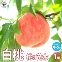 ITANSE 桃の苗木 白桃 果樹の苗木 4〜5号ポット 1個売り モモ苗 モモの苗 もも苗 ももの苗木 桃の苗 桃苗 李の苗 ガーデニング 家庭菜園 送料無料...