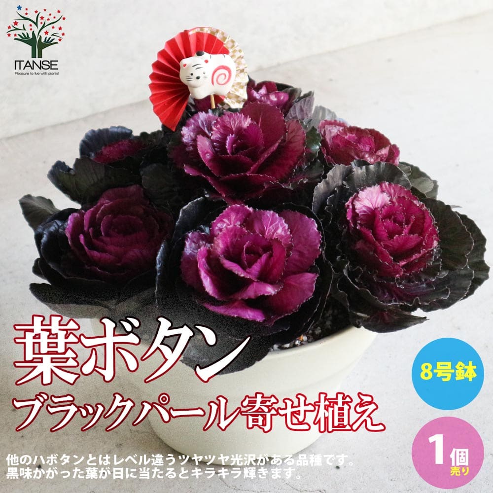 【送料無料】葉ボタンブラックパール 花苗 8号ボール鉢 迎春寄せ植え ピック付き 1個売り ハボタンの苗 葉牡丹 葉ボタン 葉ボタンの苗 添え物 お正月 ガーデニング 送料無料 即納
