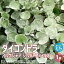 【送料無料】ダイコンドラ アルゲンテア シルバーフォールズ 【花苗 カラーリーフ・グランドカバー苗2.5号ロングポット/1個売り】アオイゴケ ダイコンドラ ミクランサ ディコンドラ 多年草 宿根草 園芸品種 寄植え 寄せ植え 1,998円