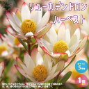 【P2倍★マラソン期間中】リューカデンドロン・ハーベスト【庭木 5号鉢/1個売り】銀葉樹 ギンヨージュ ヤマモガシ フラワーアレンジメント