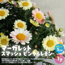 【P2倍★マラソン期間中】花色が変化するマーガレット・スマッシュ ピンク&レモン【花苗 5号鉢/1個売り】寄せ植え ガーデニング 鑑賞 栽培