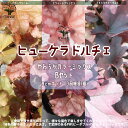 【送料無料】ヒューケラ ドルチェ
