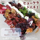 【P2倍★マラソン期間中】ヒューケラ・ドルチェ