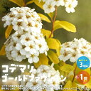 【送料無料】コデマリ ゴールドファウンテン 花苗 3号ポット 1個売り 黄金小手毬 ゴールドファウンテン コデマリ花苗 お花 園芸品種 寄せ植え 送料無料 即納