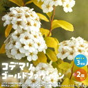 【ポイント2倍★マラソン期間】コデマリ ゴールドファウンテン 花苗 3号ポット お買い得2個セット 黄金小手毬 ゴールドファウンテン コデマリ花苗 お花 園芸品種 寄せ植え 送料無料 即納(4)