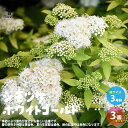 【送料無料】シモツケホワイトゴールド 花苗 3号ポット お買い得3個セット スピレア スピラエア ジャポニカ シモツケ ホワイトゴールド 寄植え 寄せ植え 送料無料 即納