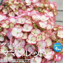 【ポイント2倍★マラソン期間】アジサイ ママンレッド 花苗 4号鉢 1個売り あじさい苗 あじさいの苗 アジサイ 苗 アジサイ の苗 紫陽花苗 紫陽花の苗 ガー...