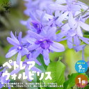 【送料無料】ペトレア ヴォルビリス 花苗 9cmポット苗 1個売り ペトレア ウォルビリス ボリビリス サンドペーパーバイン パープルリース 花苗 花の苗 花木...