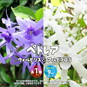 【送料無料】ペトレア ヴォルビリス&アルビフロラ 花苗 9cmポット苗 2品種各1個セット ( 合計2個 ) ペトレア ウォルビリス ボリビリス サンドペーパーバイン パープルリース 花苗 花の苗 花木 植木 庭木 ガーデニング 送料無料 即納