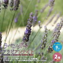 【P2倍★マラソン期間中】ラベンダー・アラビアンナイト(ラバンディン系)【花苗 9cmポット苗/お買い得2個セット】ラベンダー苗 ラベンダーの苗 ラベンダー 育...