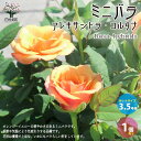 【P2倍★マラソン期間中】アレキサンドラ・コルダナ【花苗 ミニバラ 3.5号鉢/1個売り】ローズガーデン イングリッシュガーデン